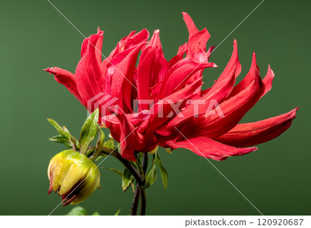 Crimson Dahlia flower on a green background Crimson Dahlia flower on a green background 120920687
