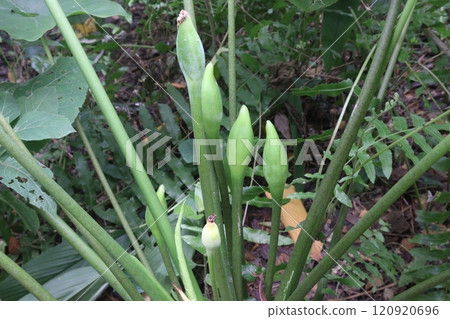 Alocasia brisbanensis plant on farm Alocasia brisbanensis plant on farm 120920696