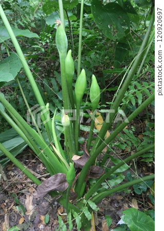 Alocasia brisbanensis plant on farm Alocasia brisbanensis plant on farm 120920697