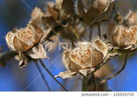 Withering Furong 120920726