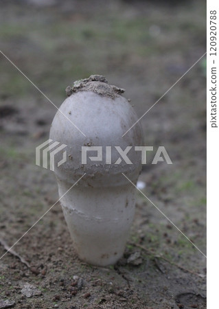 Calvatia cyathiformis plant on field 120920788
