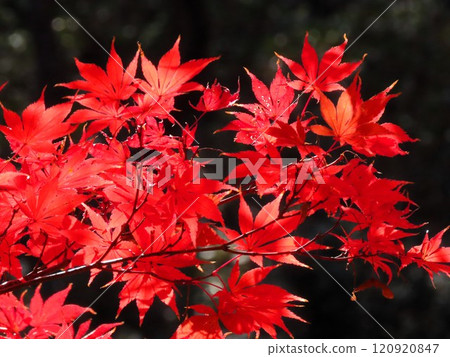 Autumn scenery: Autumn leaves: Momiji: Acer palmatum: Autumn leaves valley Autumn scenery: Autumn leaves: Momiji: Acer palmatum: Autumn leaves valley 120920847
