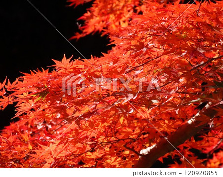 Autumn scenery: Autumn leaves: Momiji: Acer palmatum: Autumn leaves valley Autumn scenery: Autumn leaves: Momiji: Acer palmatum: Autumn leaves valley 120920855