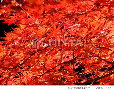 Autumn scenery: Autumn leaves: Momiji: Acer palmatum: Autumn leaves valley 120920856