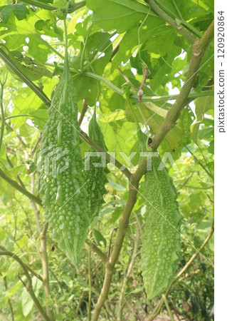 Bitter melon on tree in the farm are cash crops 120920864