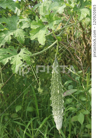 Bitter melon on tree in the farm are cash crops 120920865