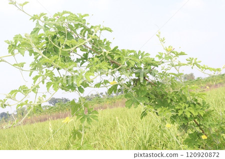 Bitter melon on tree in the farm are cash crops Bitter melon on tree in the farm are cash crops 120920872