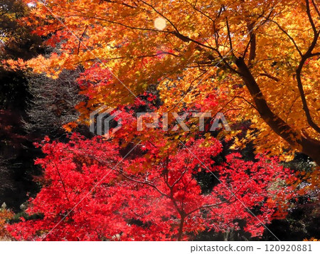 秋天的景色:秋葉:Momiji:Irohamomiji:秋葉谷 秋天的景色:秋葉:Momiji:Irohamomiji:秋葉谷 120920881