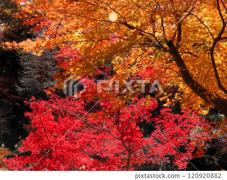 Autumn scenery: Autumn leaves: Momiji: Acer palmatum: Autumn leaves valley 120920882