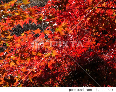 秋天的景色：秋葉：Momiji：Irohamomiji：秋葉谷 120920883