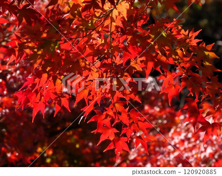 秋天的景色：秋葉：Momiji：Irohamomiji：秋葉谷 120920885