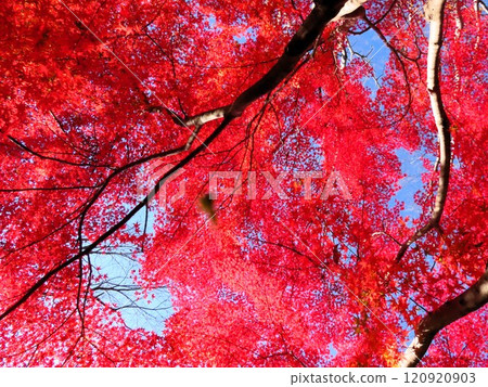 Autumn scenery: Autumn leaves: Momiji: Acer palmatum: Autumn leaves valley Autumn scenery: Autumn leaves: Momiji: Acer palmatum: Autumn leaves valley 120920903