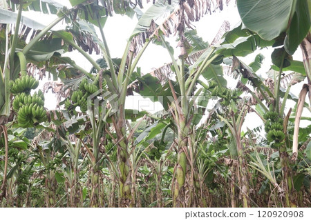 Raw Bananas bunch on tree in farm for harvest Raw Bananas bunch on tree in farm for harvest 120920908