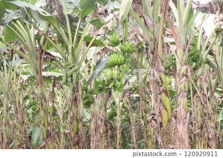 Raw Bananas bunch on tree in farm for harvest Raw Bananas bunch on tree in farm for harvest 120920911