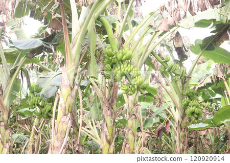 Raw Bananas bunch on tree in farm for harvest 120920914