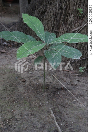 Anthocleista medicinal plant on jungle Anthocleista medicinal plant on jungle 120920922