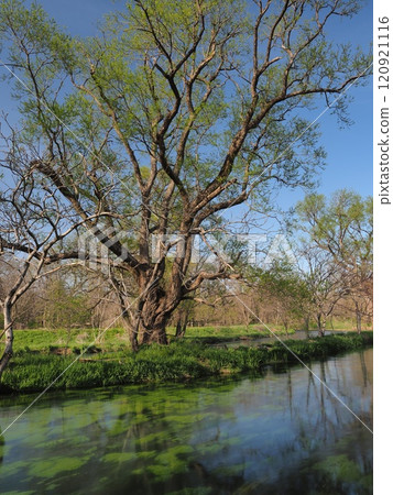 A tree standing beside the Mansui River at Daio Wasabi Farm, brimming with fresh greenery A tree standing beside the Mansui River at Daio Wasabi Farm, brimming with fresh greenery 120921116