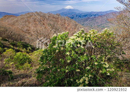 Azalea flowers on the ridgeline of Tonodake in Tanzawa and a view of Mt. Fuji 120921932