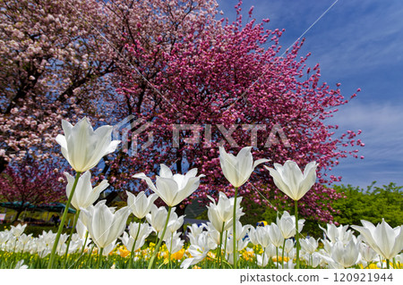 Tulip fields and cherry blossoms in Tanzawa/Hatano Togawa Park Tulip fields and cherry blossoms in Tanzawa/Hatano Togawa Park 120921944