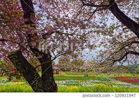 Tulip fields and cherry blossoms in Tanzawa/Hatano Togawa Park 120921947