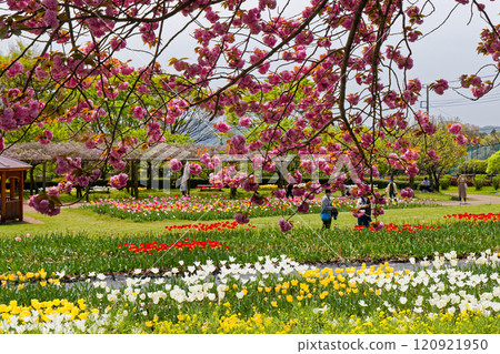 丹澤/波多野十川公園的鬱金香花田與櫻花 120921950