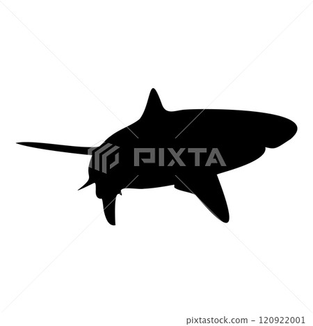 Shark isolated black silhouette. Side view. Marine animal. White background. Vector illustration clipart. Tiger or blue shark. 120922001