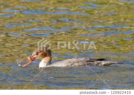 A red-eared merganser eating fish in a river 120922410