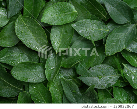 green leaves background 120922867