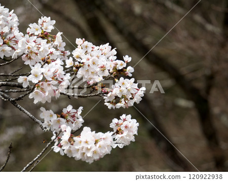 Yoshino cherry tree blooms Yoshino cherry tree blooms 120922938