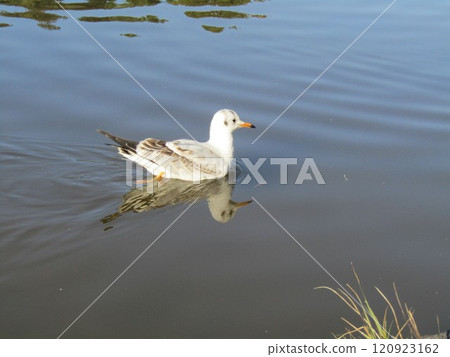 Winter migratory black gull came to Inage Kaihin Park 120923162