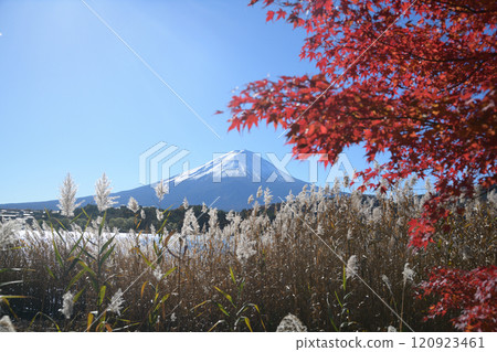 Autumn scenery along the shores of Lake Kawaguchi with red leaves 120923461