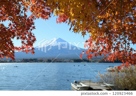 Autumn scenery along the shores of Lake Kawaguchi with red leaves Autumn scenery along the shores of Lake Kawaguchi with red leaves 120923466