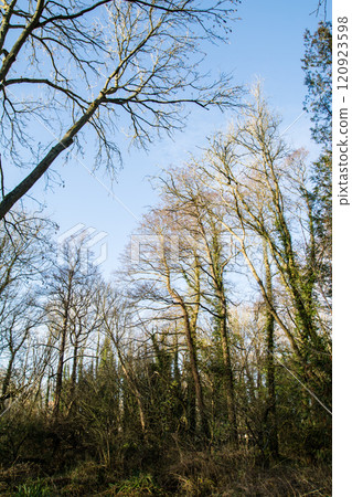 A grove of winter trees in a park in Colne Valley, on the outskirts of London A grove of winter trees in a park in Colne Valley, on the outskirts of London 120923598
