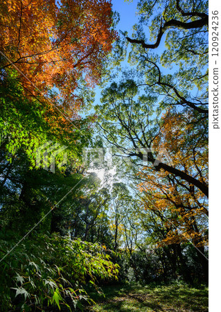 樹木變紅變黃,拍攝於神戶市一座小山上的博倉神社 樹木變紅變黃,拍攝於神戶市一座小山上的博倉神社 120924236
