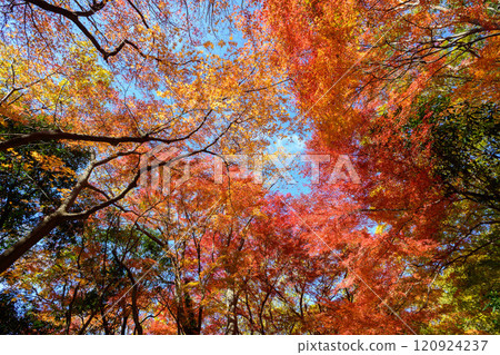 樹木變紅變黃,拍攝於神戶市一座小山上的博倉神社 樹木變紅變黃,拍攝於神戶市一座小山上的博倉神社 120924237