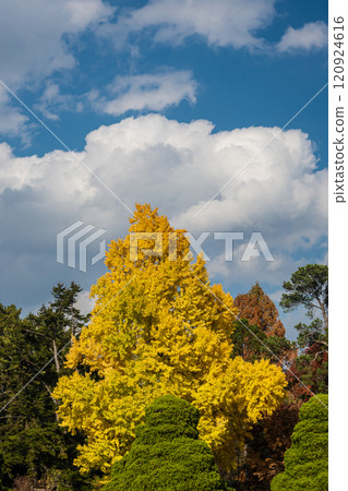 A large ginkgo tree in vivid colors 120924616