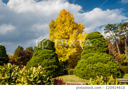 A large ginkgo tree in vivid colors 120924618