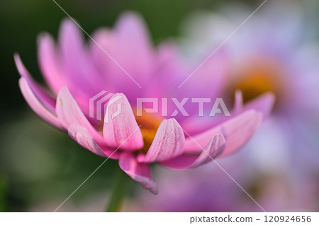 粉紅色的瑪格麗特花特寫 120924656