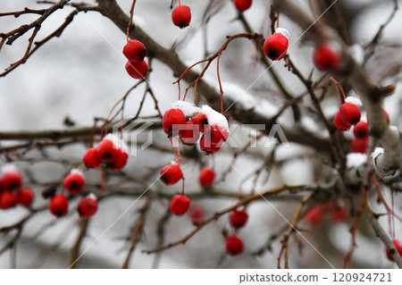 Ripe orange mountain ash berries brush covered with snow close up. Plants in the Eastern European country city. Snowy day in the town, blue sky, cold, freezing, frozen mountain Ripe orange mountain ash berries brush covered with snow close up. Plants in the Eastern European country city. Snowy day in the town, blue sky, cold, freezing, frozen mountain 120924721