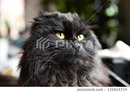 Black cat with it's tongue out looking towards the camera. It's left paw is up gesturing for something, very cute. Cat is waiting for a treat. Positioned behind a grey white background Black cat with it's tongue out looking towards the camera. It's left paw is up gesturing for something, very cute. Cat is waiting for a treat. Positioned behind a grey white background 120924724