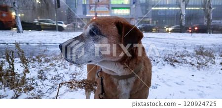 Smiling dog with happy face 120924725