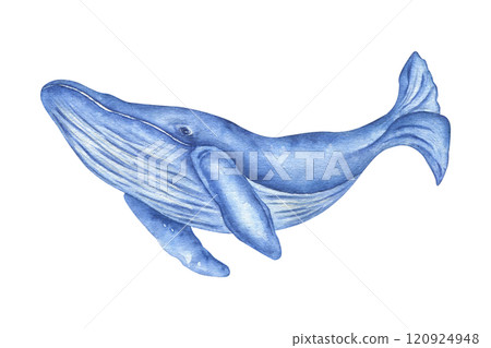 Watercolor illustration of a large humpback whale for World Whale Day, ocean rescue, ecology. Realistic illustration highlighted on a white background. 120924948