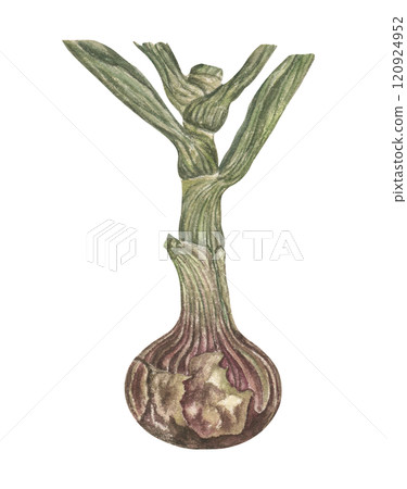 Watercolor illustration of ripe leeks in vintage colors, ideal for cooking or in the decoration of the natural theme of the earth, agriculture. on a transparent background 120924952