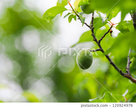 梅果 梅果 120924976