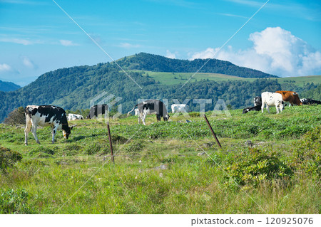 [Utsukushigahara Plateau (Ushibuseyama Ranch)] Takeishikamimotoiri, Ueda City, Nagano Prefecture 120925076