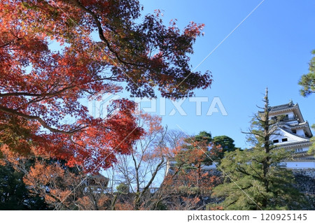 Autumn leaves decorating Kochi Castle (Kochi City, Kochi Prefecture) 120925145