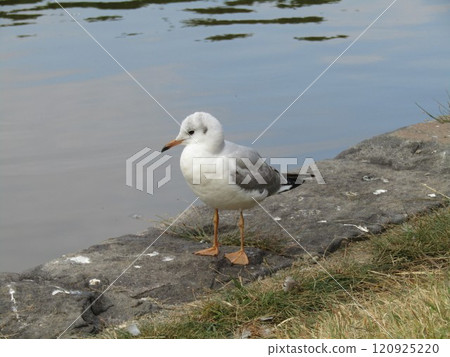 冬季遷徙的黑鷗來到Inage Kaihin公園 120925220