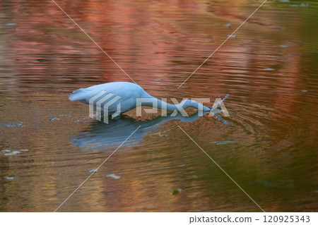 Feeding of heron Feeding of heron 120925343