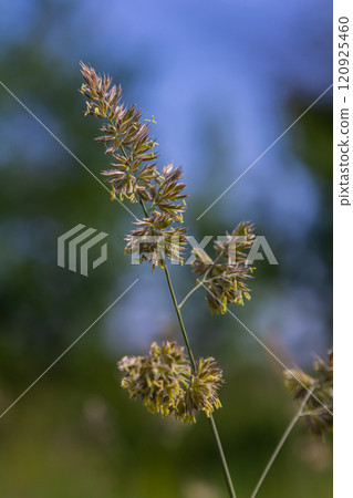 Plant Dactylis against green grass. In the meadow blooms valuable fodder grass Dactylis glomerata.Dactylis glomerata, also known as cock's foot, orchard grass, or cat grass 120925460