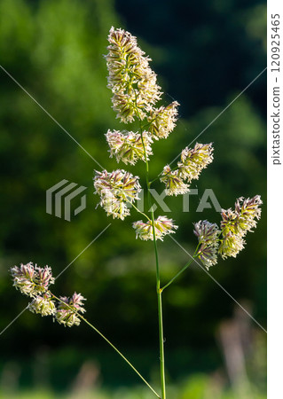 Plant Dactylis against green grass. In the meadow blooms valuable fodder grass Dactylis glomerata.Dactylis glomerata, also known as cock's foot, orchard grass, or cat grass Plant Dactylis against green grass. In the meadow blooms valuable fodder grass Dactylis glomerata.Dactylis glomerata, also known as cock's foot, orchard grass, or cat grass 120925465